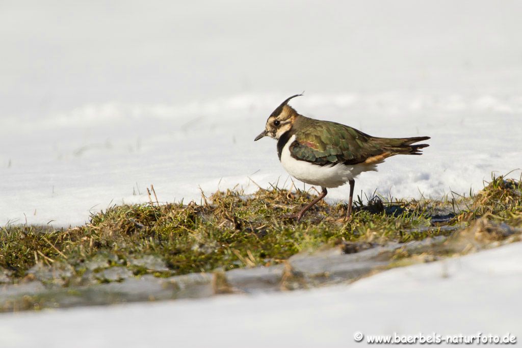 Kiebitz im Schnee