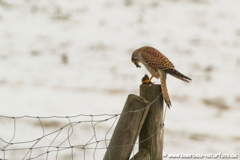 Turmfalke mit Maus