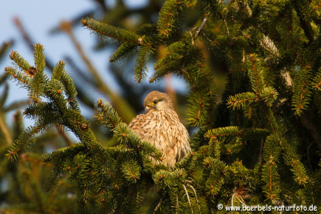 Turmfalke weibl.