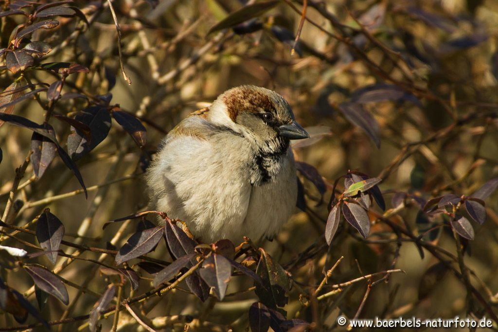 Haussperling in der Hecke