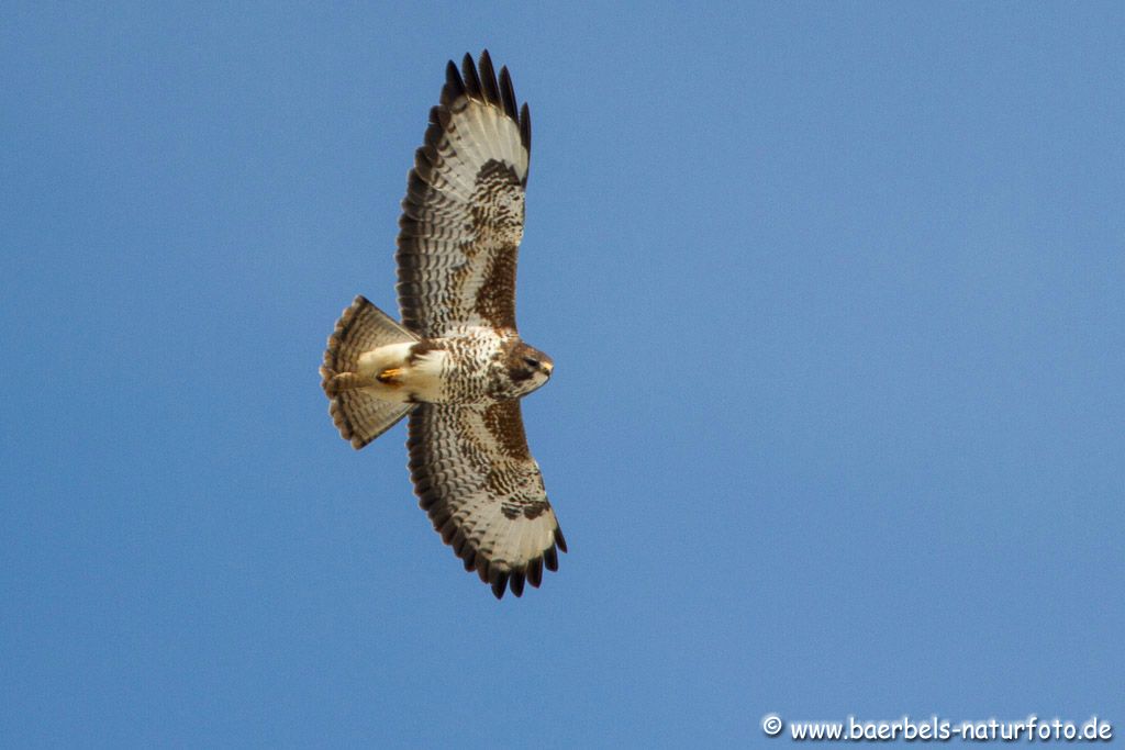 Mäusebussard