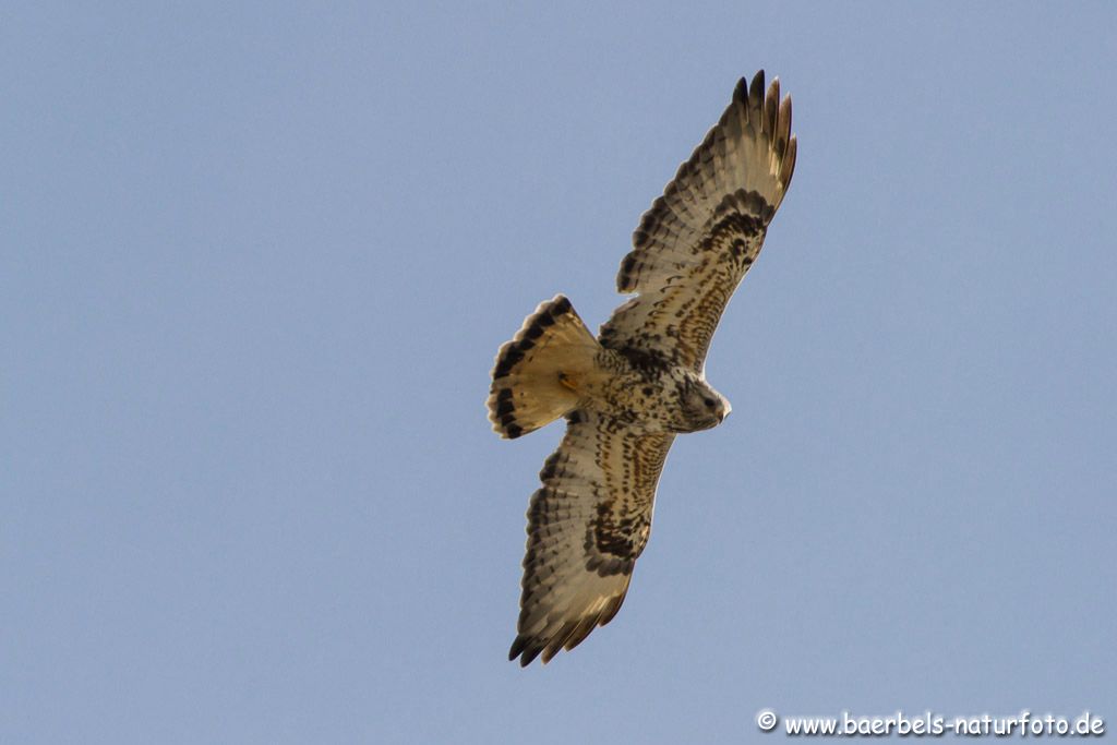 Raufußbussard