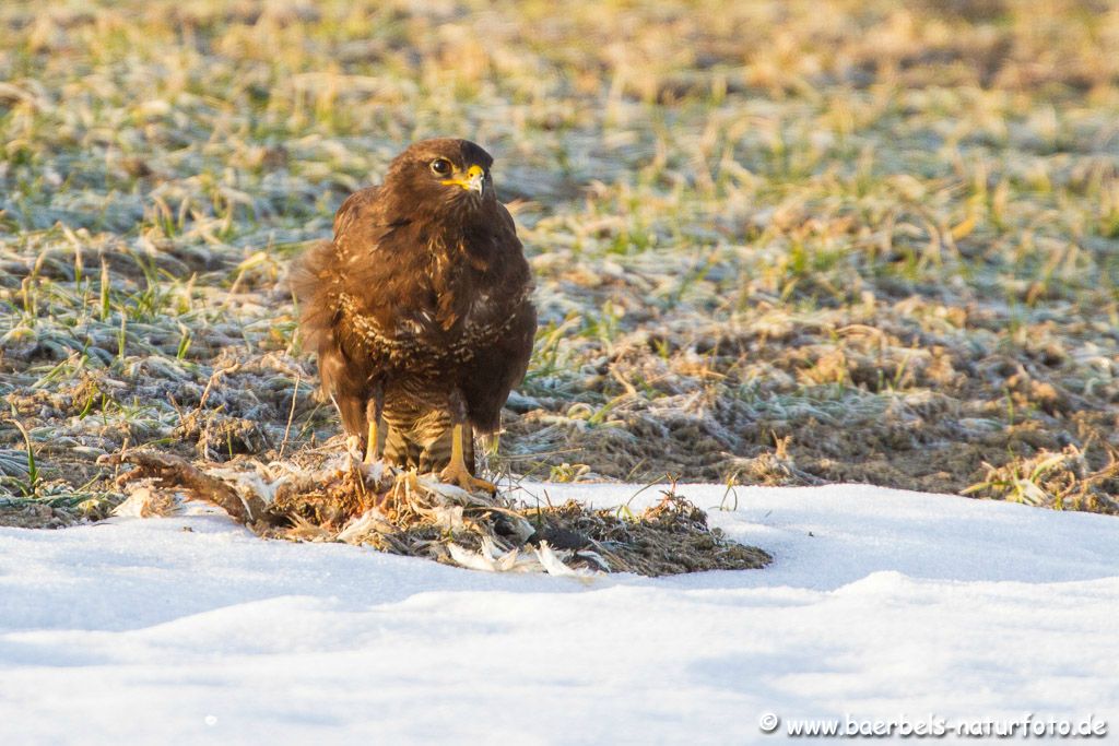 Am Straßenrand sitzt der Mäusebussard auf den Restern einer Gans