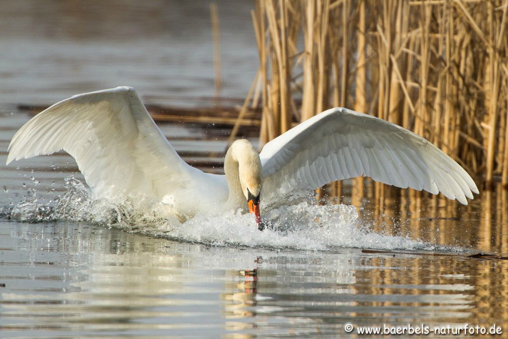 Der Höckerschwan verteidigt sein Revier