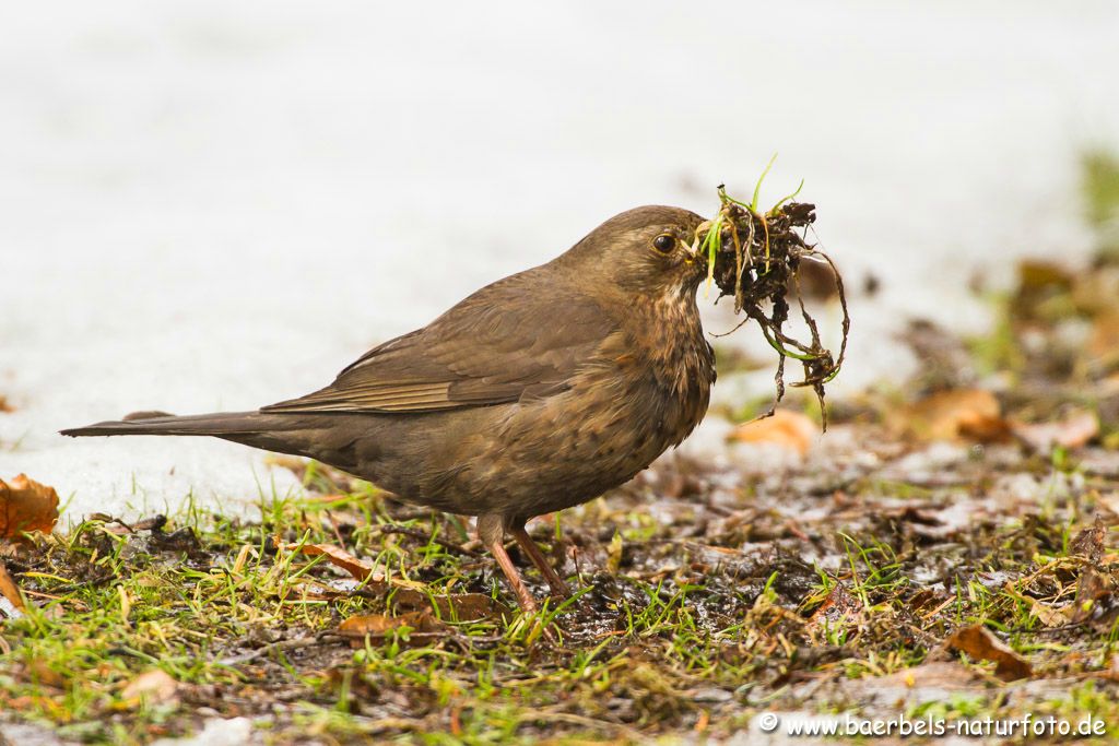 Die weibl. Amsel sucht nach Nistmaterial