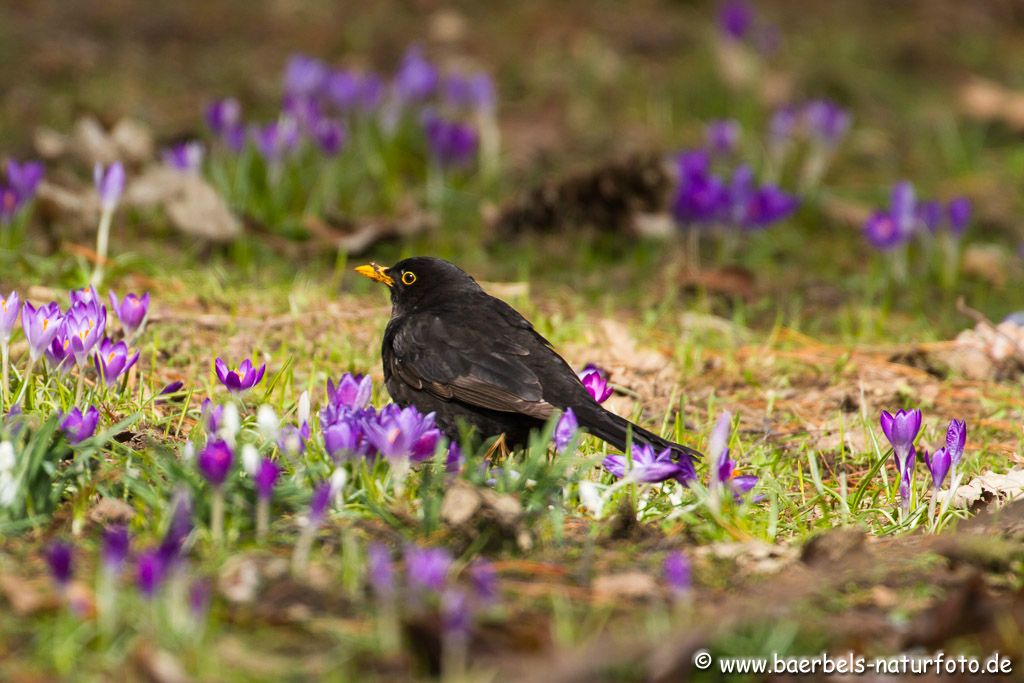 Männl. Amsel