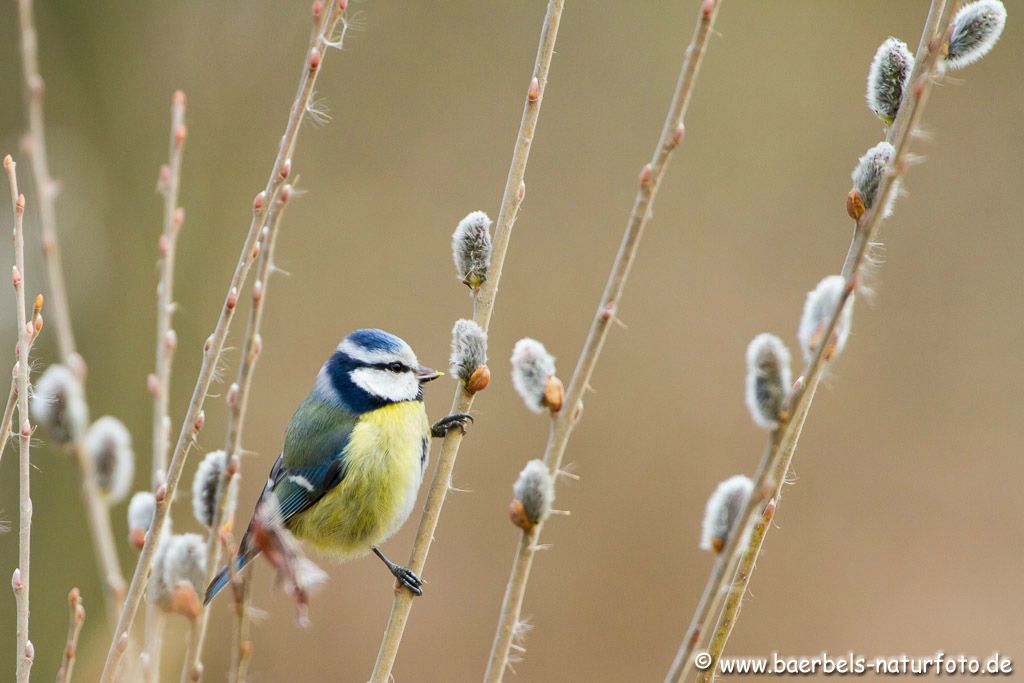 Blaumeise