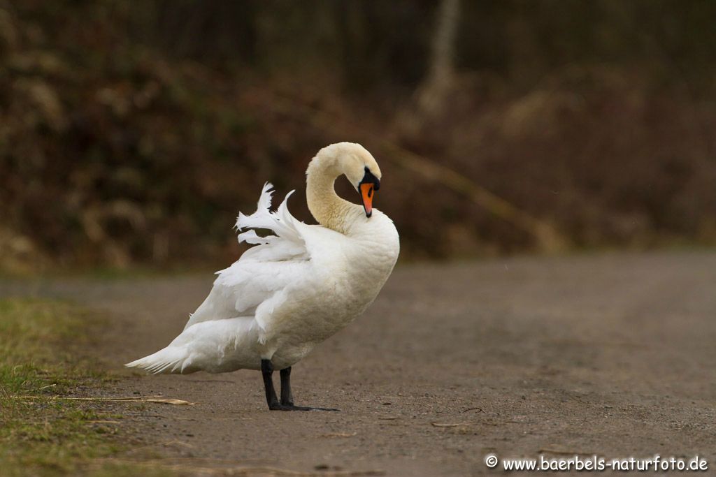 Weibl. Höckerschwan im Wind