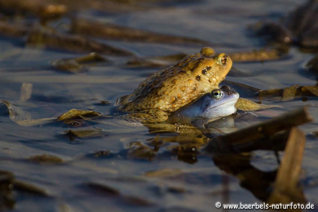 Erdkröte mal mit Moorfrosch