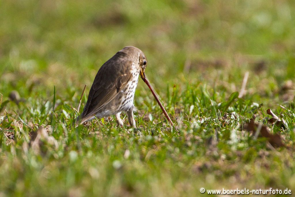 Singdrossel beim Kampf mit dem Regenwurm