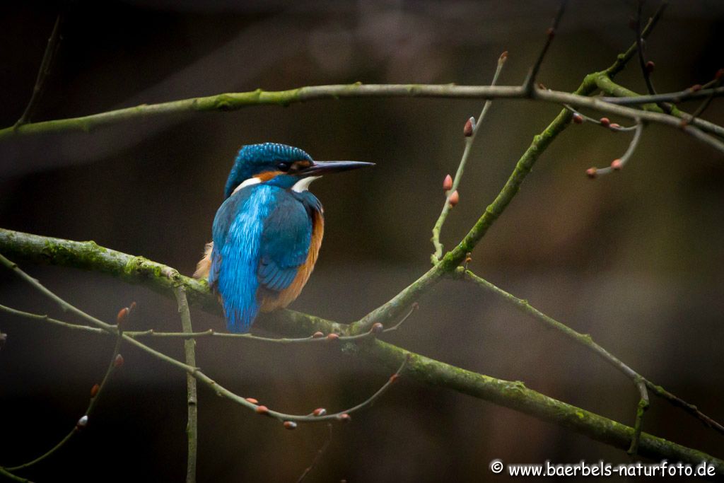 Eisvogel versteckt im Gebüsch