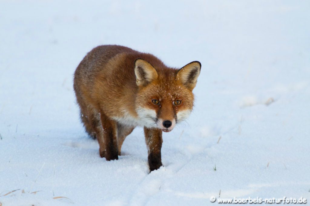 Fuchs am Straßenrand