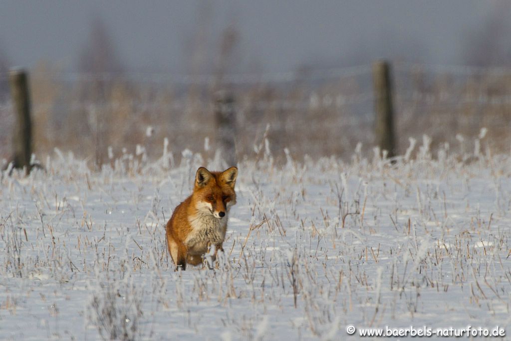 Rotfuchs auf Nahrungssuche auf einem Feld