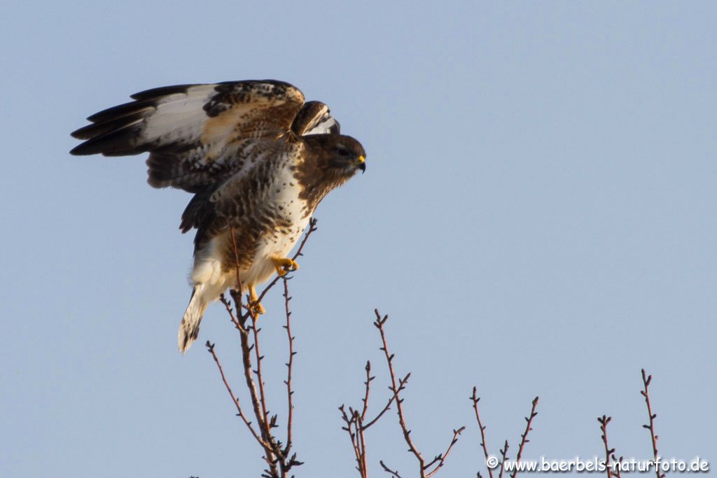 Mäusebussard