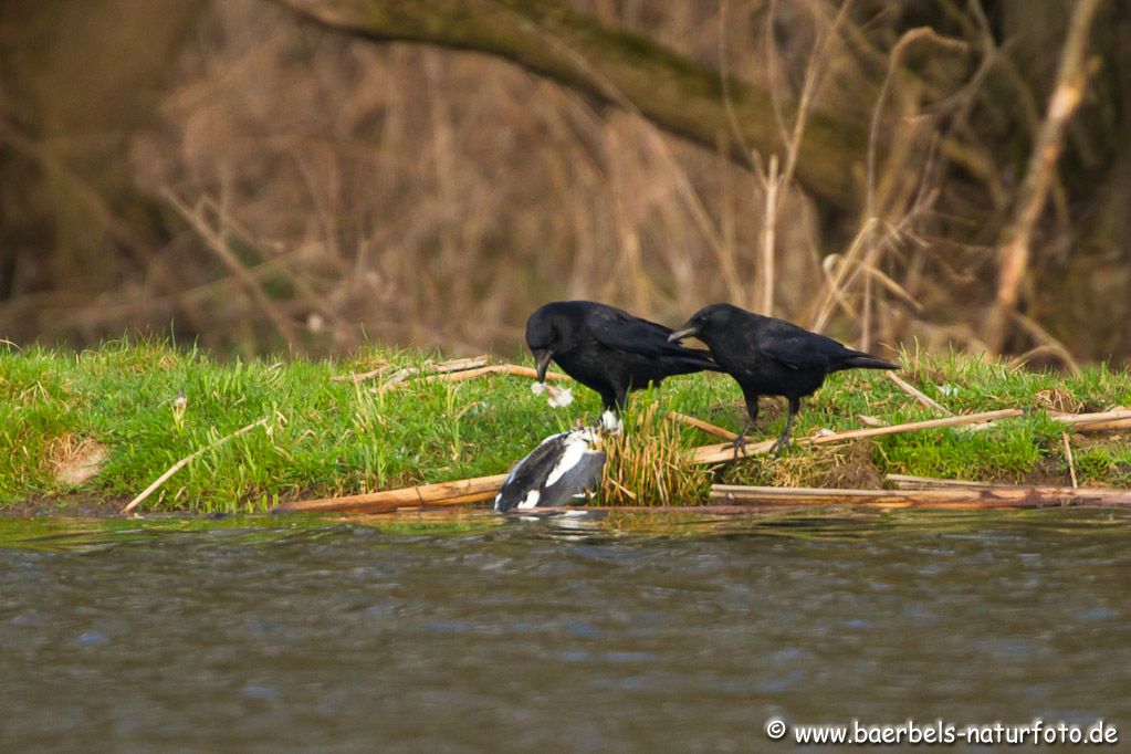 Rabenkrähen mit toter Ente