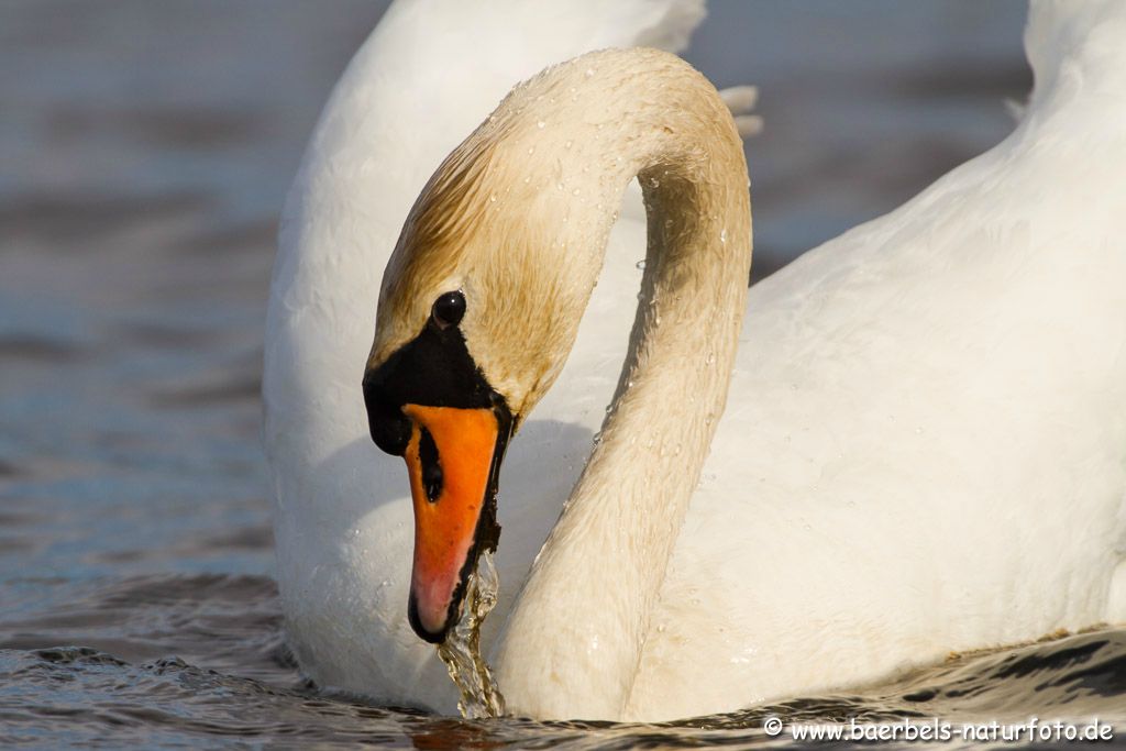 Porträt Höckerschwan