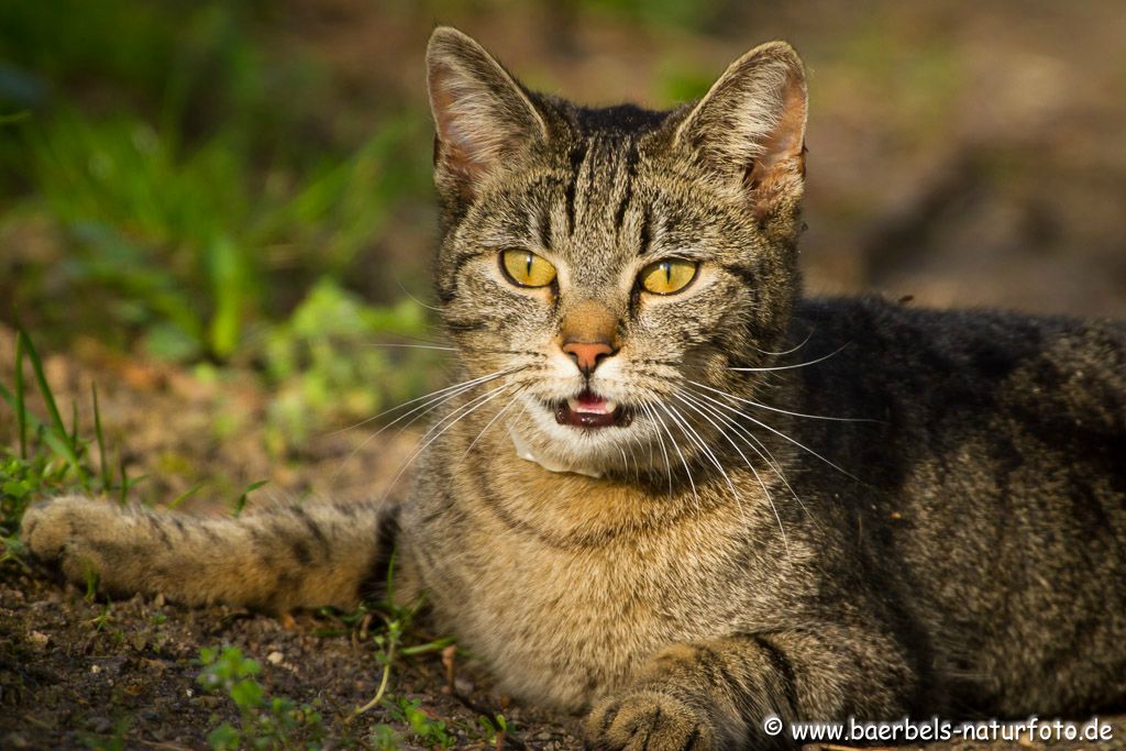 Dazwischen lauert die Katze auf ein Opfer