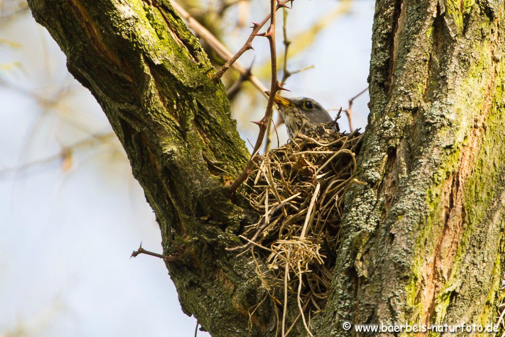Ganz oben im Baum baut die Wacholderdrossel ihr Nest
