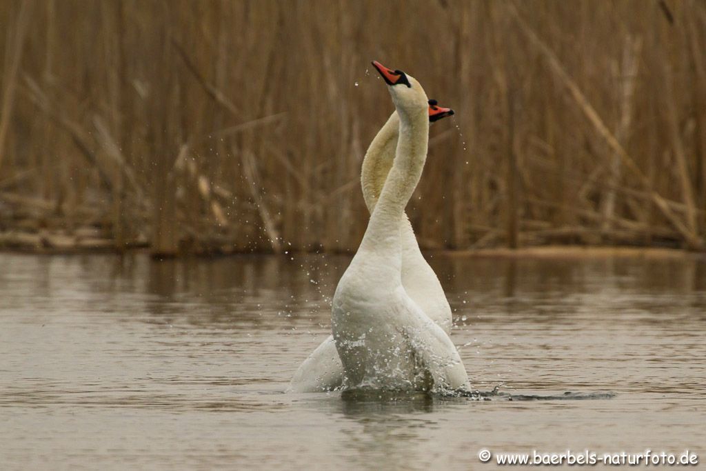 Ein Erlebnis ist es wenn diese schönen Vögel paarig, tänzelnd aus dem Wasser aufsteigen