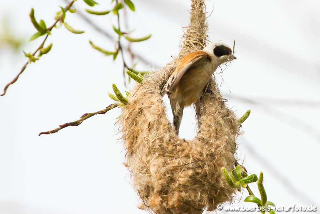 Der ständige Wind schaukelte das Nest immer wieder sodas viele  Aufnahmen für den Papierkorb entstanden