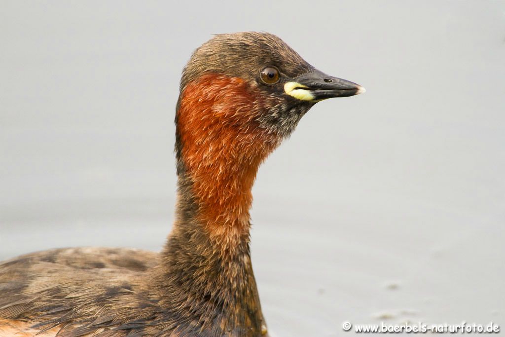 Rufender Zwertaucher