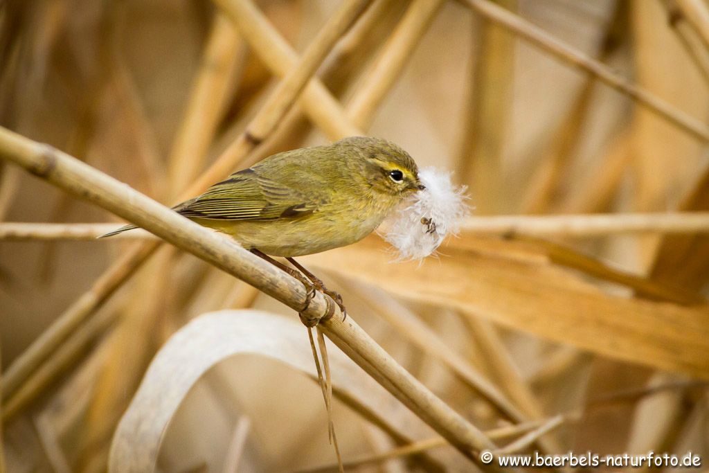 Zilp Zalp baut im Schilf sein Nest