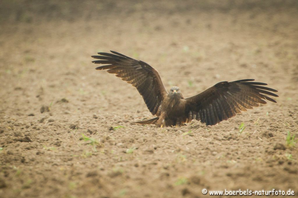 Mäusebussard landet im Gegenlicht auf einem Feld