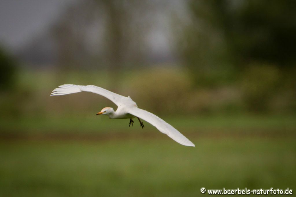 Kuhreiher überfliegt eine Weide