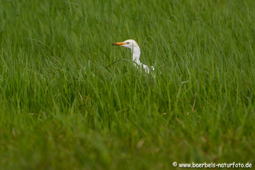 landet danach im Gras