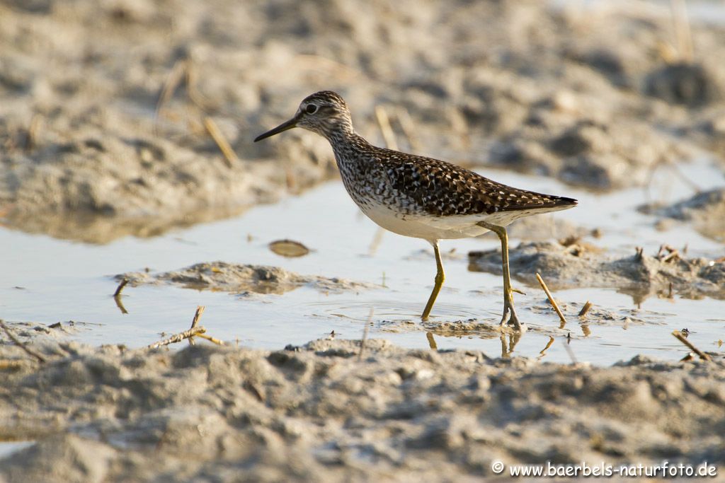 Bruchwasserläufer