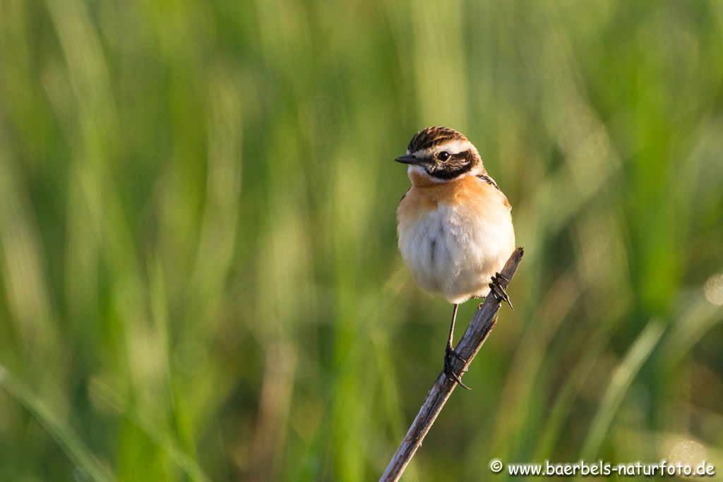 Braunkehlchen