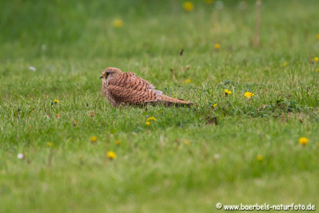 Turmfalke