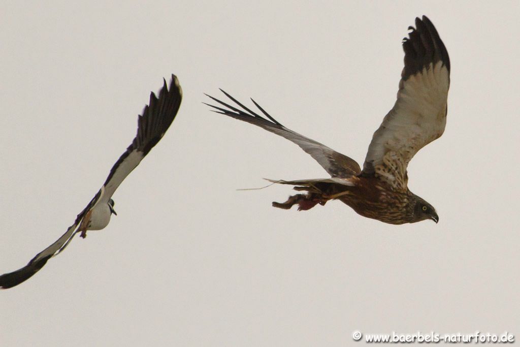 Männl. Rohrweihe fliegt mit einem zerlegten Hasen davon von einem Kiebitz attakiert