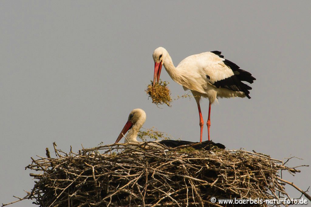 Storch polstert noch das Nest aus