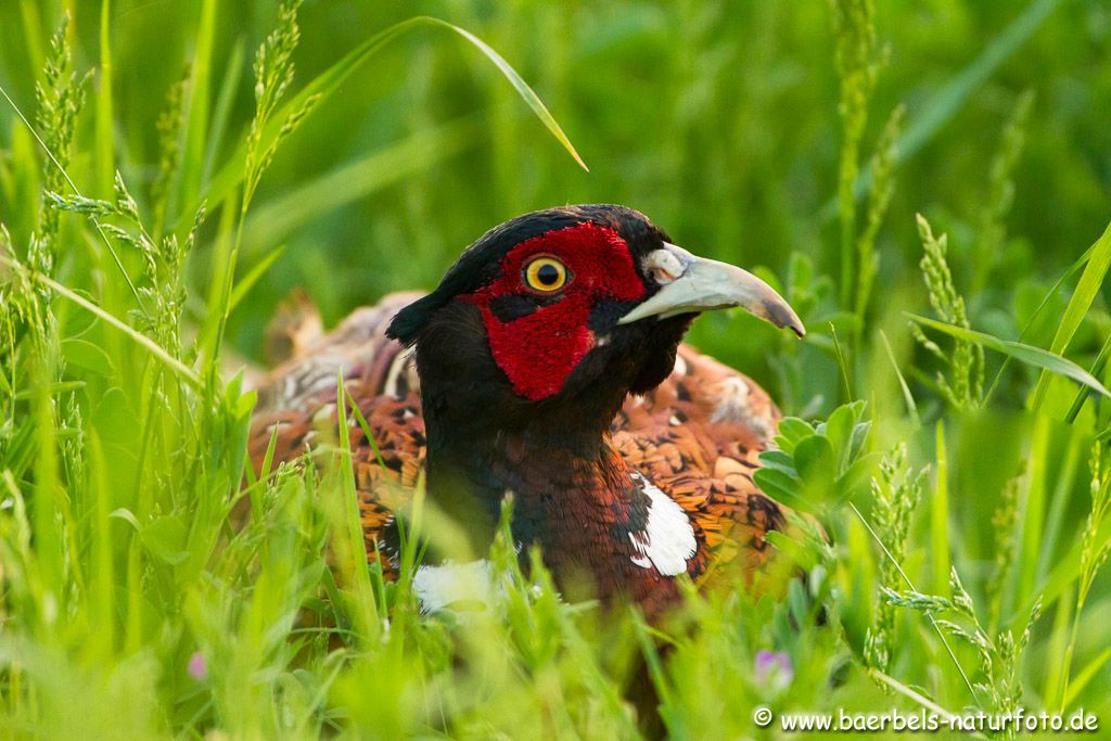 Jagdfasan geduckt im Gras