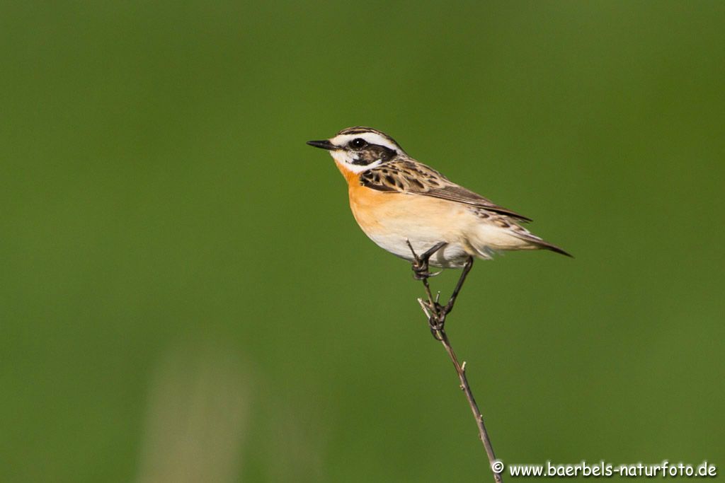 Braunkehlchen