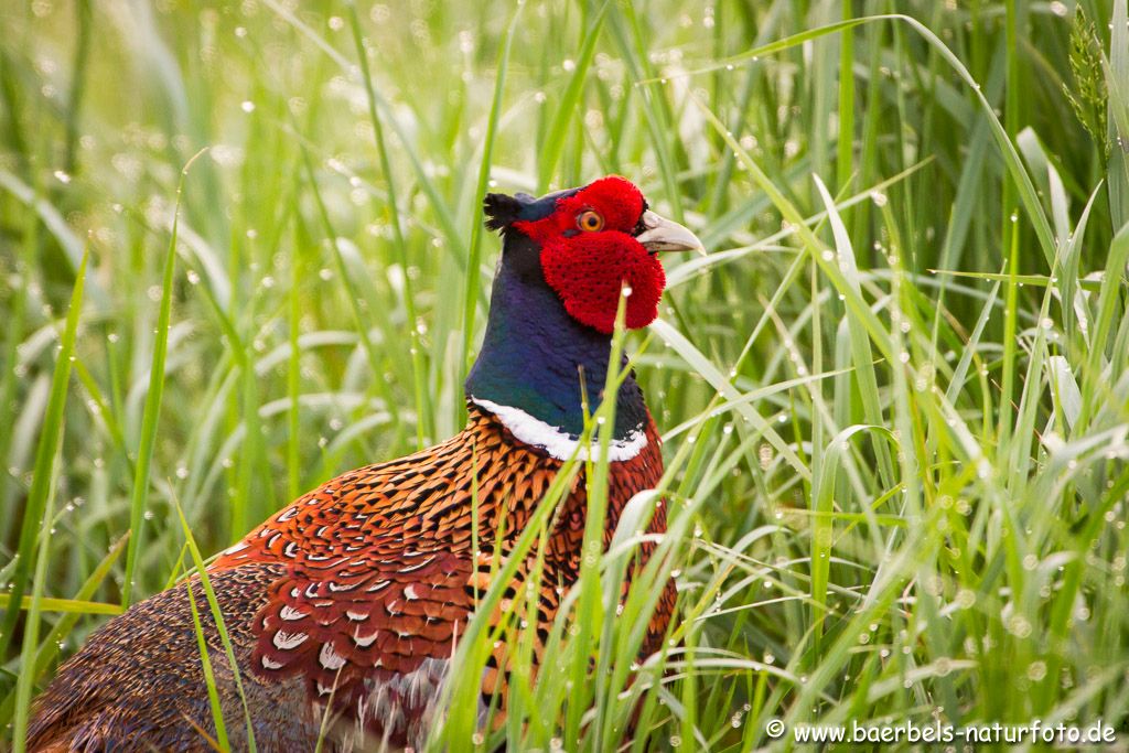 Jagdfasan im Morgentau