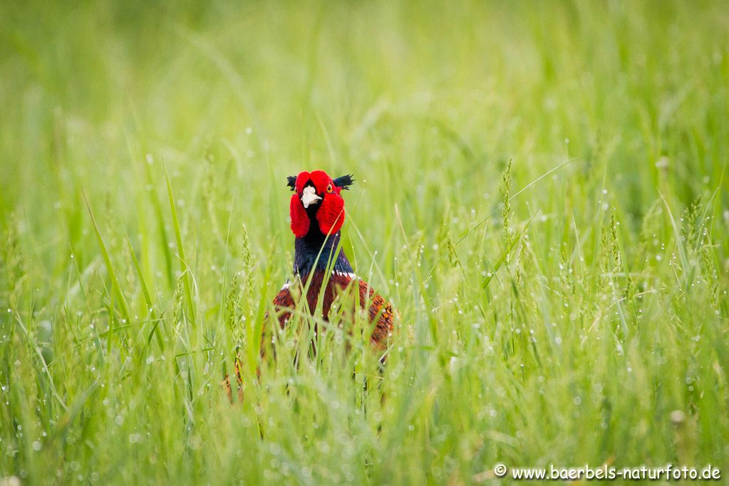 Jagdfasan im Morgentau