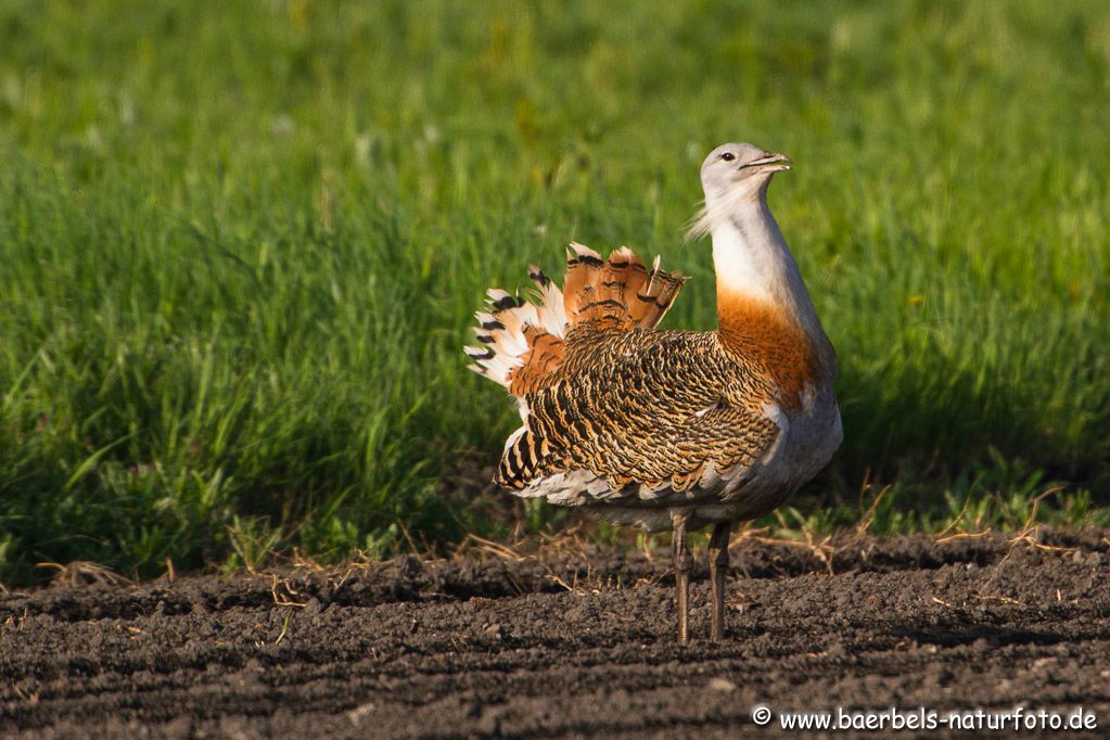 Sehr schöner Vogel