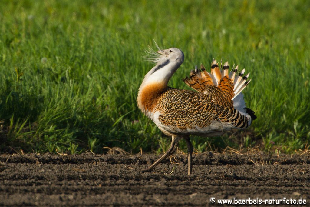 Der Größte flugfähige Vogel ist die Trappe