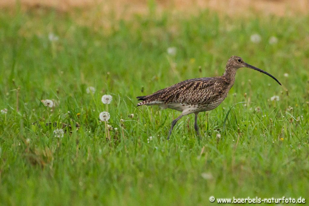 Großer Brachvogel