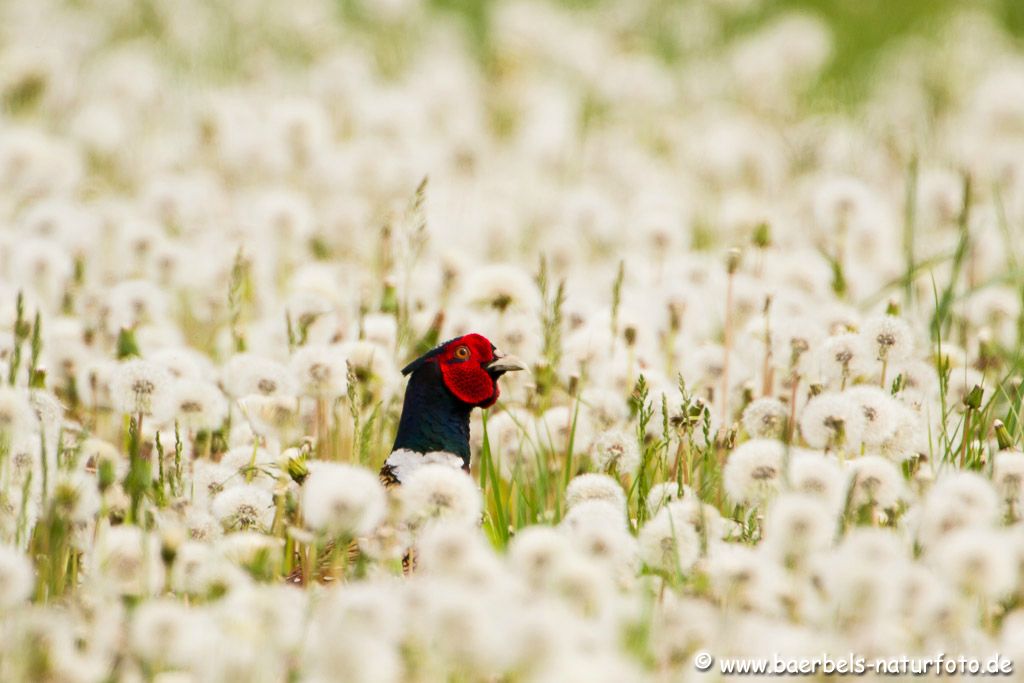 Jagdfasan in den Pusteblumen