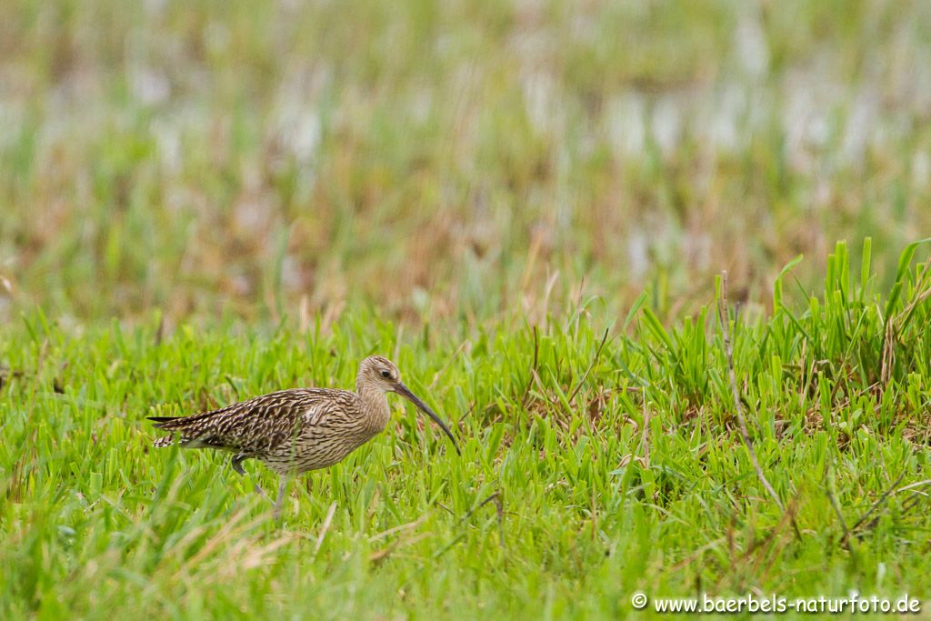 Großer Brachvogel