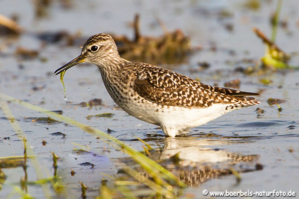 Bruchwasserläufer