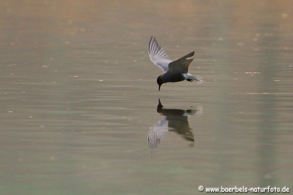 Trauerseeschwalbe im Gegenlicht bei aufgehender Sonne