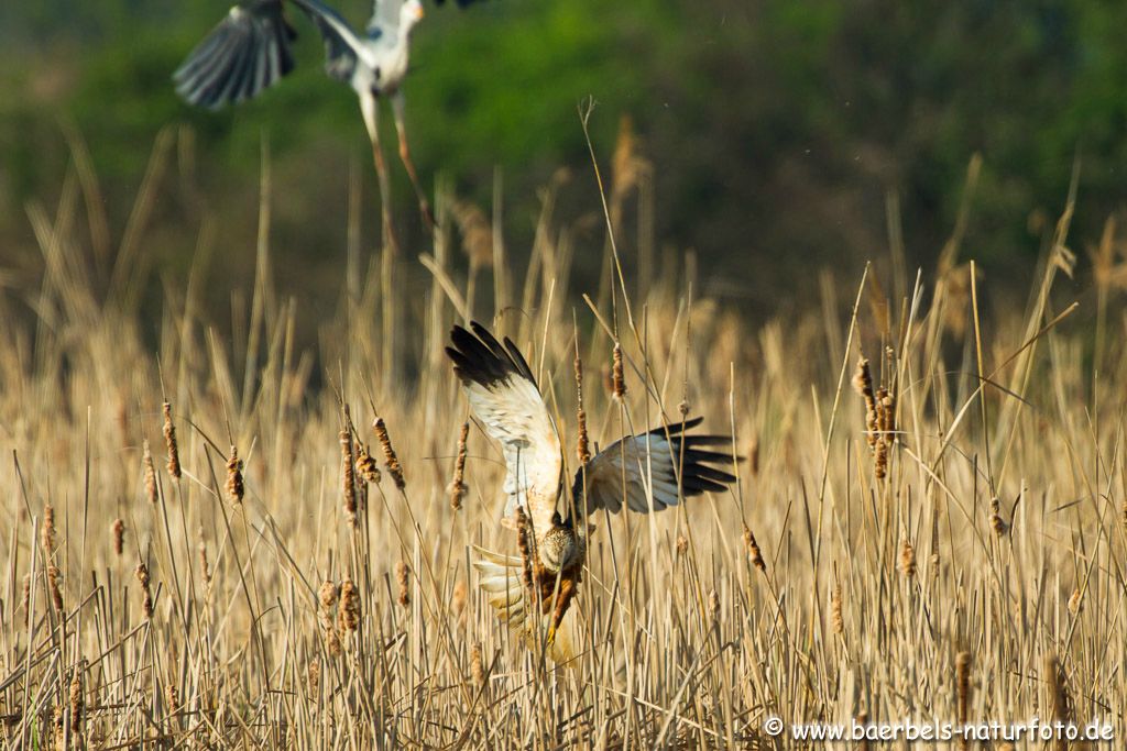 Männl. Rohrweihe landet auf dem Nest vom Graureiher