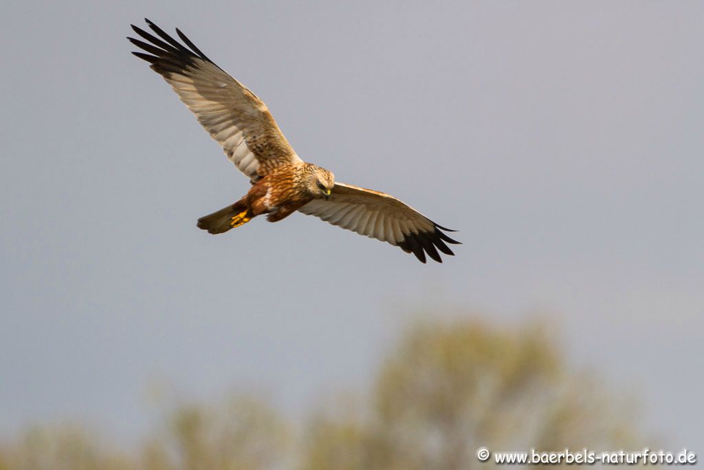 Rohrweihe überfliegt wieder  ein Nest