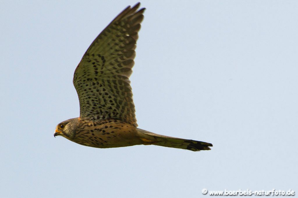 Turmfalke im Gegenlicht