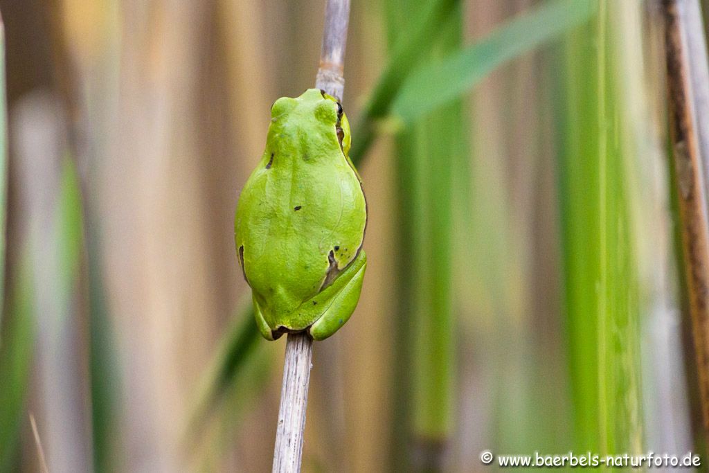 Laubfrosch