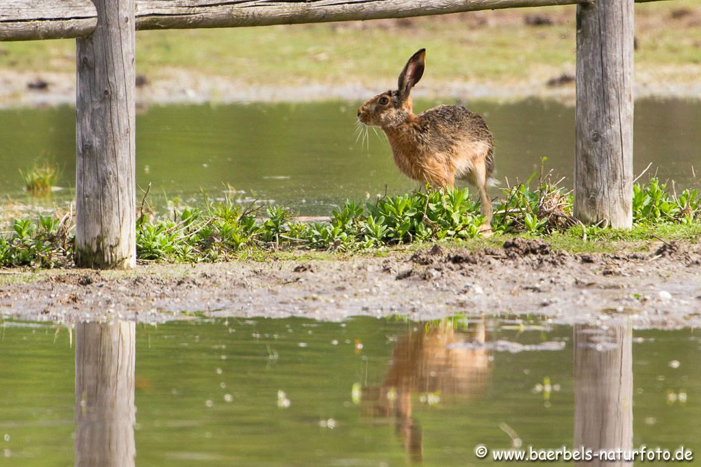 Feldhase vom Wasser umringt